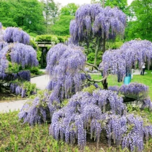 Blue Wisteria Tree Live Plant - 1 FT Tall, 2.5 Inch Pot - Outdoor Vine