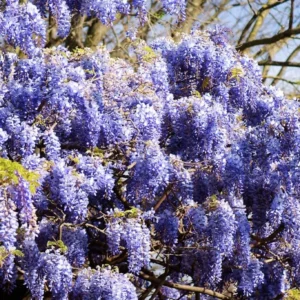 Blue Wisteria Tree Live Plant - 1 FT Tall, 2.5 Inch Pot - Outdoor Vine