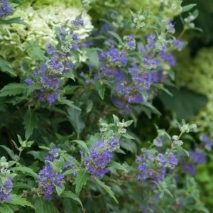 Bluebeard Plant Caryopteris - 4 inch Pot - Dark Foliage, Blue Flowers