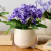 Blueberry Creme Cape Primrose Plant - Streptocarpella - 2.5" Pot - Colorful Blooms