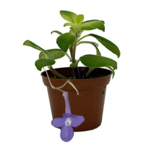 Blueberry Creme Cape Primrose Plant - Streptocarpella - 2.5" Pot - Colorful Blooms