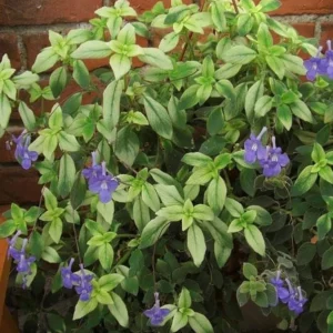 Blueberry Creme Cape Primrose Plant - Streptocarpella - 2.5
