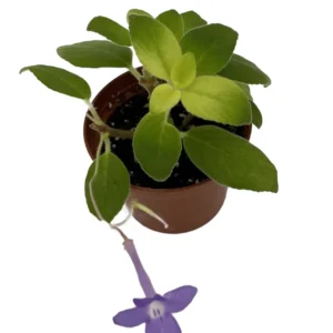 Blueberry Creme Cape Primrose Plant - Streptocarpella - 2.5