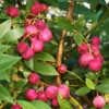 Blueberry Pink Lemonade Plant - 5 Rabbiteye Starter Perennial Edible Fruit