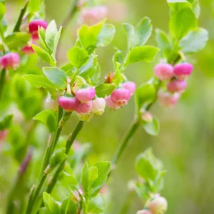 Blueberry Pink Lemonade Plant - 5 Rabbiteye Starter Perennial Edible Fruit