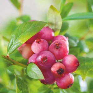 Blueberry Pink Lemonade Vaccinium Rabbiteye Starter Plant - 3 Perennial Edible Fruit Plants