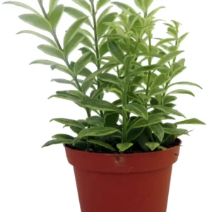 Bolero Bicolor Lipstick Plant - 4 Inch Potted Aeschynanthus - Unique Houseplant