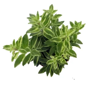 Bolero Bicolor Lipstick Plant - 4 Inch Potted Aeschynanthus - Unique Houseplant