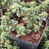 Bonsai Sedum Succulents Sedum Furfuraceum 4 Inch Pot - Miniature Tree