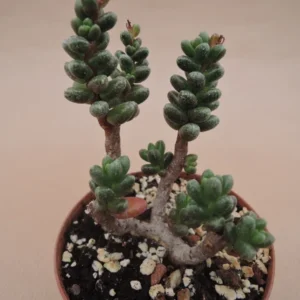Bonsai Sedum Succulents Sedum Furfuraceum 4 Inch Pot - Miniature Tree