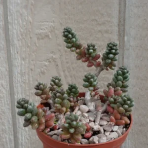 Bonsai Sedum Succulents Sedum Furfuraceum 4 Inch Pot - Miniature Tree