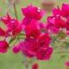 Bougainvillea Barbara Karst Live Plant Red Color 1 Gallon Pot