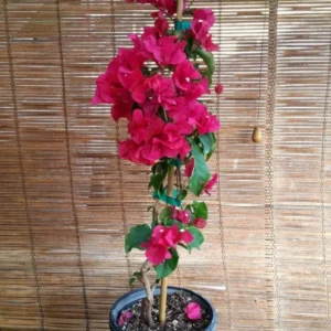 Bougainvillea Barbara Karst Live Plant Red Color 1 Gallon Pot