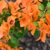 Bougainvillea Live Plant - 25 to 30" Vine - Orange Flowering Plant