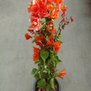 Bougainvillea Live Plant - 25 to 30" Vine - Orange Flowering Plant