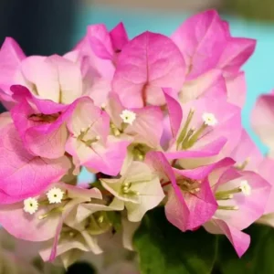 Bougainvillea Live Plant - Imperial Thai Delight - Pink and White Flowers - 25 to 30 inch