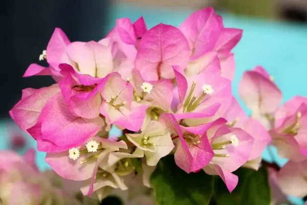 Bougainvillea Live Plant - Imperial Thai Delight - Pink and White Flowers - 25 to 30 inch