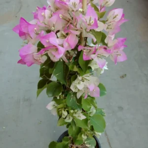 Bougainvillea Live Plant - Imperial Thai Delight - Pink and White Flowers - 25 to 30 inch