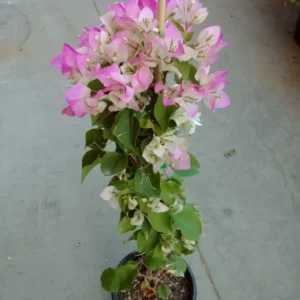 Bougainvillea Live Plant - Imperial Thai Delight - Pink and White Flowers - 25 to 30 inch