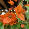 Bougainvillea Plants Live - 4 Inch Pink & Orange Spring Flowers - No Pot