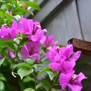 Bougainvillea Plants Live - 4 Inch Pink & Orange Spring Flowers - No Pot