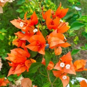 Bougainvillea Plants Live - 4 Inch Pink & Orange Spring Flowers - No Pot
