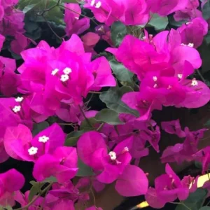 Bougainvillea Plants Live - 4 Inch Pink & Orange Spring Flowers - No Pot