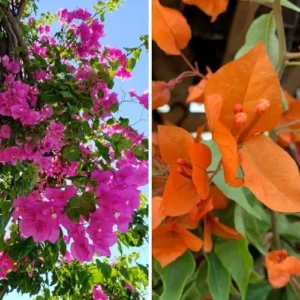 Bougainvillea Plants Live - 4 Inch Pink & Orange Spring Flowers - No Pot