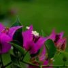 Bougainvillea Royal Purple Live Plant - Vine - Garden - Purple Blooms