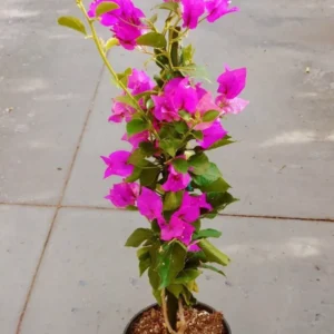 Bougainvillea Royal Purple Live Plant - Vine - Garden - Purple Blooms