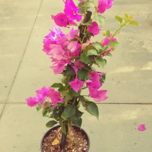 Bougainvillea Royal Purple Live Plant - Vine - Garden - Purple Blooms