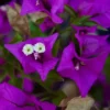 Bougainvillea Vine Plants - Set of Purple & Ice Blueberry, 4-Inch Rooted Plants - Spring Flowers