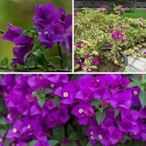 Bougainvillea Vine Plants - Set of Purple & Ice Blueberry, 4-Inch Rooted Plants - Spring Flowers