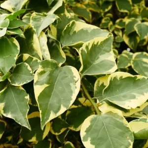 Bougainvillea Vine Plants - Set of Purple & Ice Blueberry, 4-Inch Rooted Plants - Spring Flowers