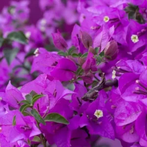 Bougainvillea Vine Plants - Set of Purple & Ice Blueberry, 4-Inch Rooted Plants - Spring Flowers