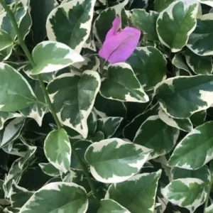 Bougainvillea Vine Plants - Set of Purple & Ice Blueberry, 4-Inch Rooted Plants - Spring Flowers
