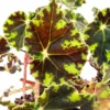 Bower's Black Begonia Plant - 2.5" Pot - Unique Houseplant