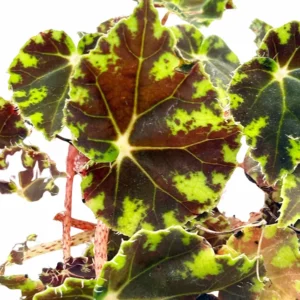 Bower's Black Begonia Plant - 2.5