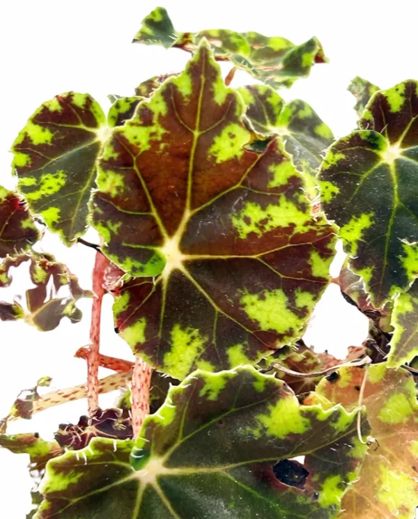 Bower's Black Begonia Plant - 2.5" Pot - Unique Houseplant