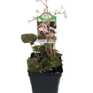 Bower's Black Begonia Plant - 2.5