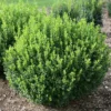 Boxwood Plant Sprinter Buxus - 4 inch Pot - Easy to Grow Evergreen
