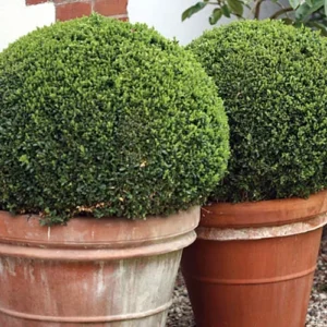Boxwood Plant Sprinter Buxus - 4 inch Pot - Easy to Grow Evergreen