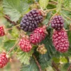 Boysenberry Plant 3-Pack Thornless Starter Perennial Fruit Bush Berry