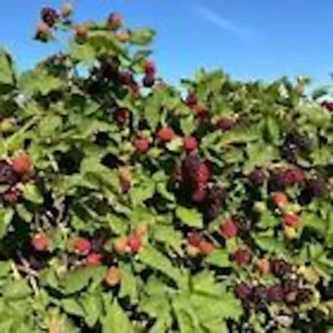 Boysenberry Plant 3-Pack Thornless Starter Perennial Fruit Bush Berry