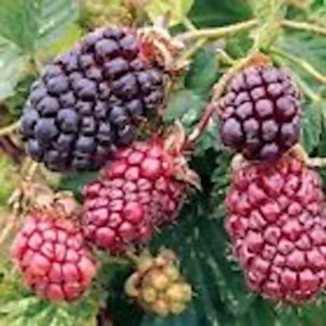 Boysenberry Plant 3-Pack Thornless Starter Perennial Fruit Bush Berry
