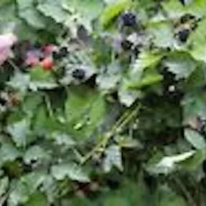 Boysenberry Plant 3-Pack Thornless Starter Perennial Fruit Bush Berry