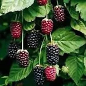 Boysenberry Plant 3-Pack Thornless Starter Perennial Fruit Bush Berry