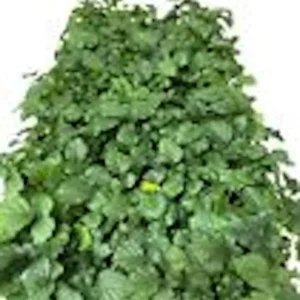 Boysenberry Plant 3-Pack Thornless Starter Perennial Fruit Bush Berry