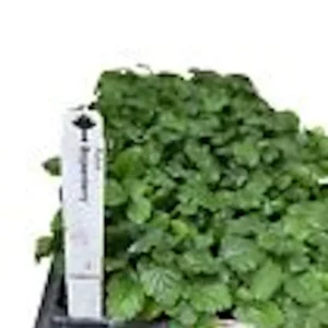 Boysenberry Plant 3-Pack Thornless Starter Perennial Fruit Bush Berry