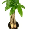 Braided Pachira Aquatica Money Tree Houseplant - 4 inch Pot - Indoor Plant